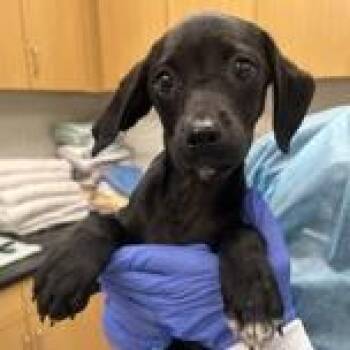 Labrador Retriever and Mixed Breed Dogs Available for Adoption in Clearwater, Florida - Dave | PetCurious