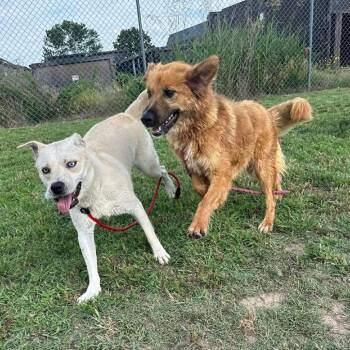 Rain -  Mixed Breed Dog for Adoption in Buffalo, Minnesota - Rain | PetCurious