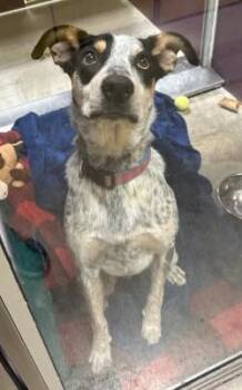 Baby -  Cattle Dog and Mixed Breed Dog for Adoption in Kansas City, Missouri - Baby | PetCurious