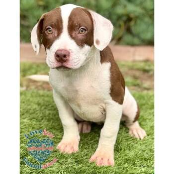 Rescue Pit Bull Terrier Dogs for Adoption in Inglewood, California - Dottie COH | PetCurious