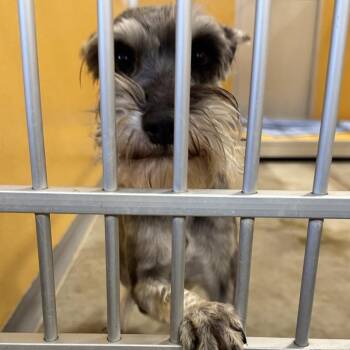 Schnauzer Dogs Available for Adoption - Heidi D10694 | PetCurious