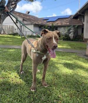 Duke -  Mixed Breed Dog for Adoption in Honolulu, Hawaii - Duke | PetCurious