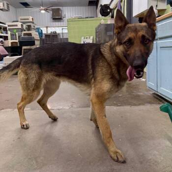 Shepherd Dogs Available for Adoption in Corbin, Kentucky - Queeny | PetCurious