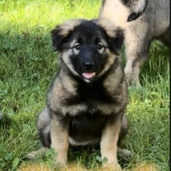 BRISTOL -  Shepherd and Keeshond Dog for Adoption in Union City, Pennsylvania - BRISTOL | PetCurious
