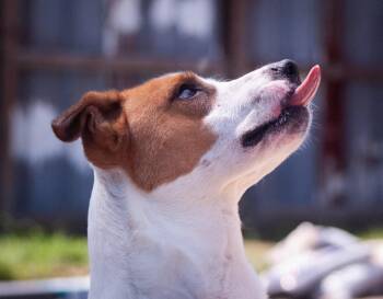 Rescue Pit Bull Terrier Dogs for Adoption in Houston, Texas - Carter | PetCurious
