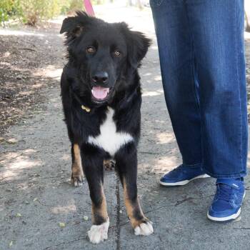 Bernese Mountain Dog and Mixed Breed Dogs Available for Adoption in Richmond, California - ANDES | PetCurious