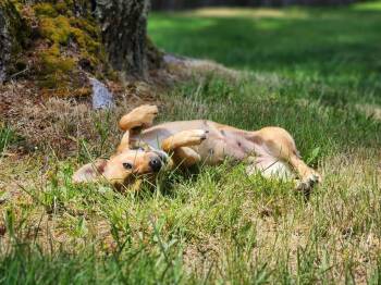 Lucy -  Chihuahua Dog for Adoption in Seattle, Washington - Lucy | PetCurious
