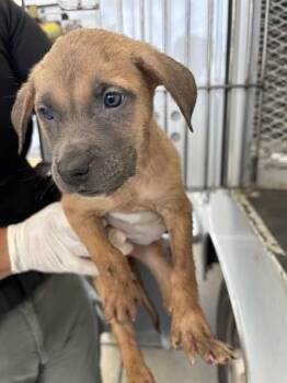 Jubilee - URGENT -  Pit Bull Terrier Dog for Adoption in Thousand Oaks, California - Jubilee - URGENT | PetCurious