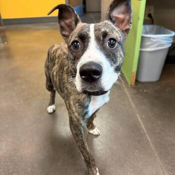 Zappa -  Mixed Breed Dog for Adoption in Norman, Oklahoma - Zappa | PetCurious