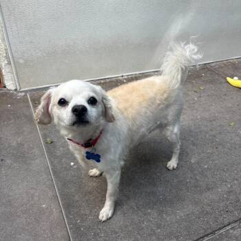 Lucas -  Chihuahua and Spaniel Dog for Adoption in Los Angeles, California - Lucas | PetCurious