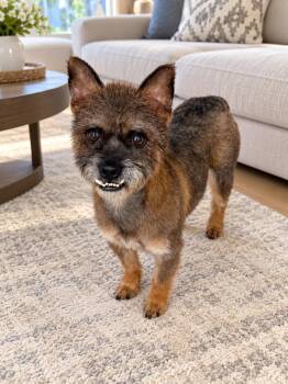 Max -  Mixed Breed Dog for Adoption in Markham, Ontario - Max | PetCurious