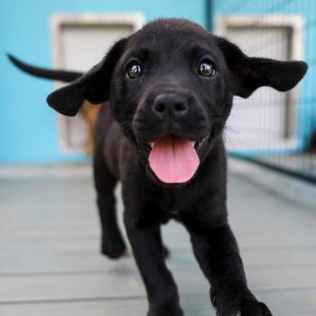 Mixed Breed Dogs Available for Adoption in Bradenton, Florida - Miss Martina | PetCurious