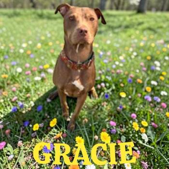 American Staffordshire Terrier Dogs Available for Adoption in Brockton, Massachusetts - Gracie | PetCurious