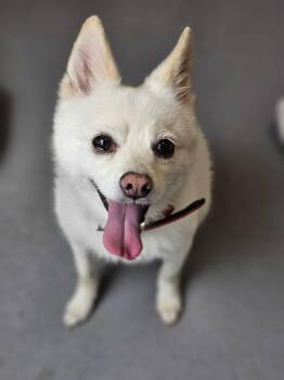Pomeranian and Husky Dogs Available for Adoption in Mckinney, Texas - Polar | PetCurious