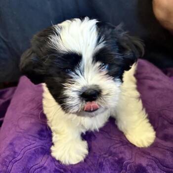 Shih Tzu Dogs Available for Adoption in Dallas, Texas - Scallop | PetCurious