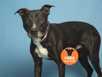 NUGGET -  Labrador Retriever and Pit Bull Terrier Dog for Adoption in Phoenix, Arizona - NUGGET | PetCurious