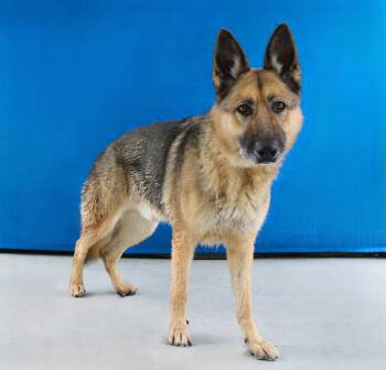 ODIN -  German Shepherd Dog Dog for Adoption in Pasadena, California - ODIN | PetCurious