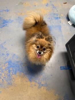 Pomeranian Dogs Available for Adoption - Mama & Mikey | PetCurious