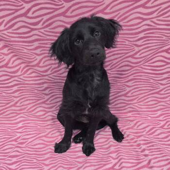 Junie B -  Mixed Breed Dog for Adoption in Frankfort, Indiana - Junie B | PetCurious