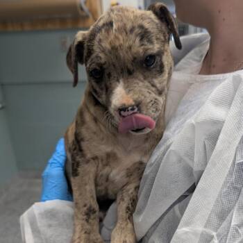 Catahoula Leopard Dog Dogs Available for Adoption in Greenville, South Carolina - Starfish | PetCurious