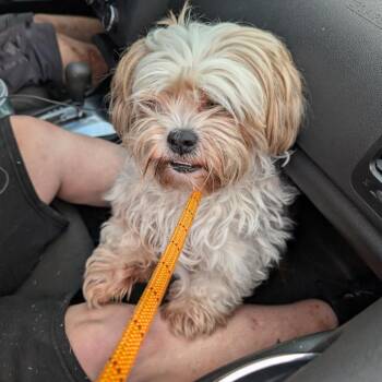 Salt Air -  Lhasa Apso and Mixed Breed Dog for Adoption in Baltimore, Maryland - Salt Air | PetCurious