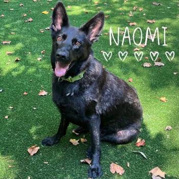 Rescue German Shepherd Dog Dogs for Adoption in Kannapolis, North Carolina - Naomi | PetCurious