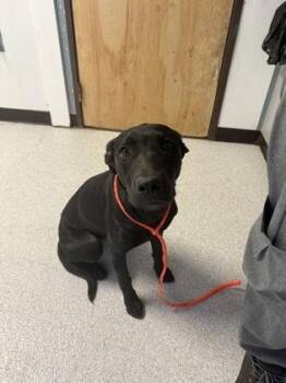 Magic -  Black Labrador Retriever Dog for Adoption in Roseburg, Oregon - Magic | PetCurious