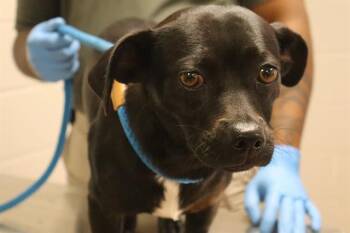 LANI -  Mixed Breed Dog for Adoption in Columbia, South Carolina - LANI | PetCurious