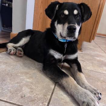 Mixed Breed Dogs Available for Adoption - Cruiser | PetCurious