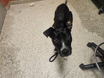 DEJA RAE -  Pit Bull Terrier and Mixed Breed Dog for Adoption in Pueblo, Colorado - DEJA RAE | PetCurious