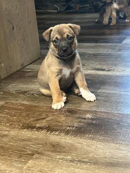 Rescue Mixed Breed Dogs for Adoption in Racine, Wisconsin - Rocking Chair | PetCurious