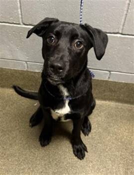 SHADOW RAE -  Mixed Breed Dog for Adoption in Jacksonville, Florida - SHADOW RAE | PetCurious