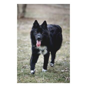 Husky and Border Collie Dogs Available for Adoption - Leo | PetCurious