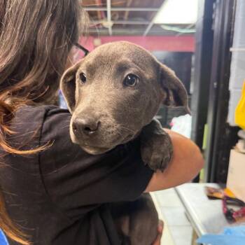 Mixed Breed Dogs Available for Adoption in Savannah, Georgia - Cinderblock | PetCurious