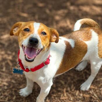 Russell -  Rat Terrier and Jack Russell Terrier Dog for Adoption in Boerne, Texas - Russell | PetCurious