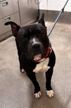 BOWSER -  Pit Bull Terrier Dog for Adoption - BOWSER | PetCurious