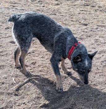 Australian Cattle Dog Blue Heeler Dogs Available for Adoption - Carolina | PetCurious