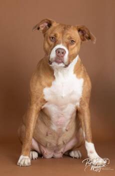 Charley -  Pit Bull Terrier Dog for Adoption in Valley Park, Oklahoma - Charley | PetCurious