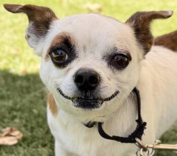 Apple -  Chihuahua Dog for Adoption in Walnut Creek, California - Apple | PetCurious