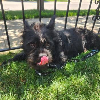 Buzz Lightyear -  Terrier Dog for Adoption in New York, New York - Buzz Lightyear | PetCurious