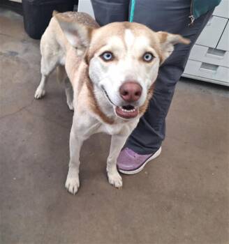 Mixed Breed Dogs Available for Adoption - BELLA | PetCurious