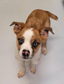 Australian Shepherd and Boston Terrier Dogs Available for Adoption in Mount Gilead, Ohio - Langston | PetCurious