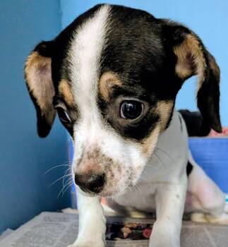 Daly -  Dachshund and Mixed Breed Dog for Adoption in St. Augustine, Florida - Daly | PetCurious