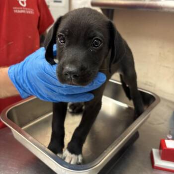 Maverick -  Terrier Dog for Adoption in Birmingham, Alabama - Maverick | PetCurious