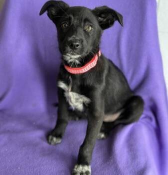 Labrador Retriever Dogs Available for Adoption in Red Bluff, California - Lexi | PetCurious