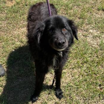 Rescue Black Labrador Retriever Dogs for Adoption in Sylvania, Georgia - Elvira | PetCurious