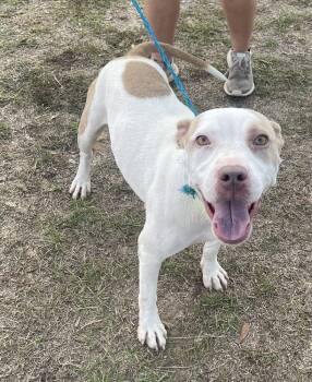 Rescue American Bulldog Dogs for Adoption in Troy, Alabama - Tillie | PetCurious