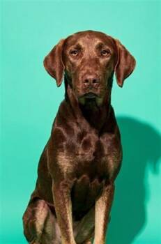 NINA -  Mixed Breed Dog for Adoption in Jacksonville, Florida - NINA | PetCurious