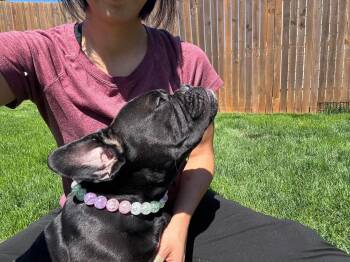 American Bulldog Dogs Available for Adoption in Dallas, Texas - Bella | PetCurious