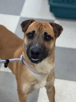 Black Mouth Cur and Mixed Breed Dogs Available for Adoption - Ice Cream | PetCurious